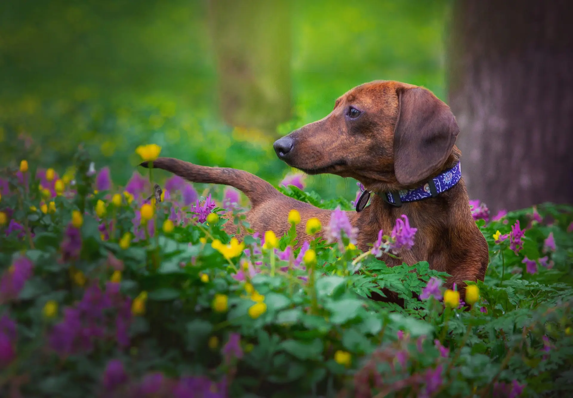 dog collar with name tag